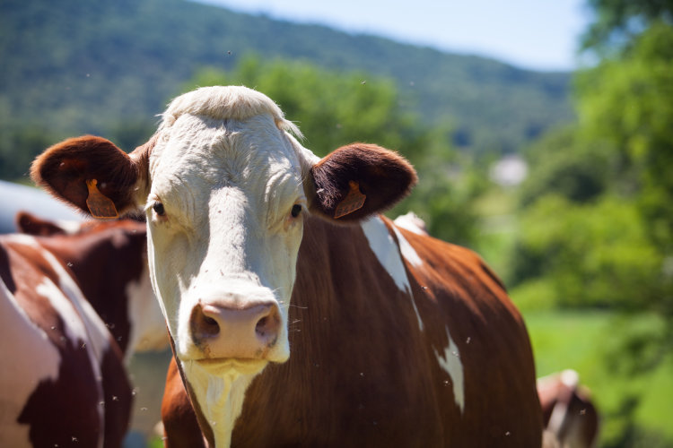 Waging war against Foot and mouth disease a top priority for Minister Steenhuisen and department