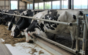 FMD Industry Coordination Council (ICC) Progress Update