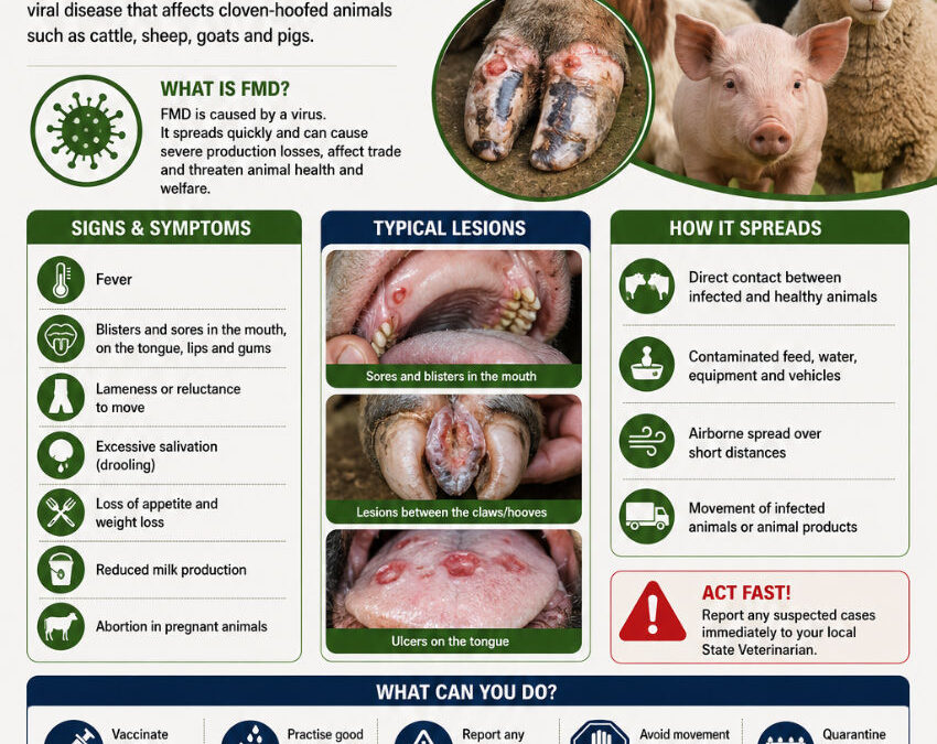 Foot-and-Mouth Disease (FMD): Know the Signs, Protect Your Livestock